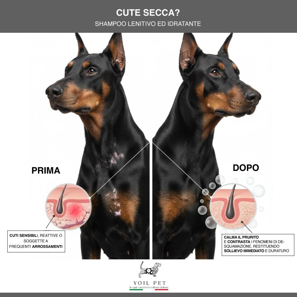 Cute Secca? - YOIL PET