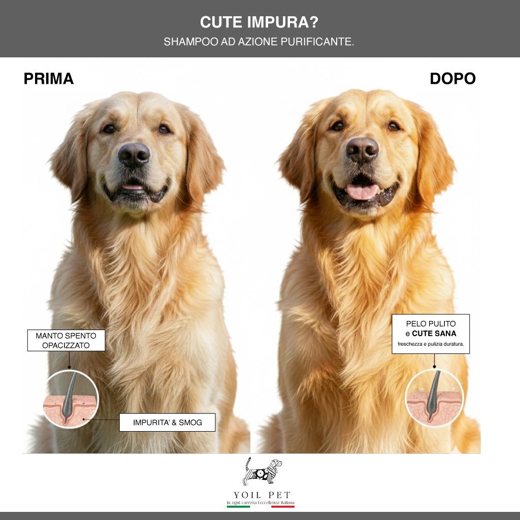 Cute Impura? - YOIL PET