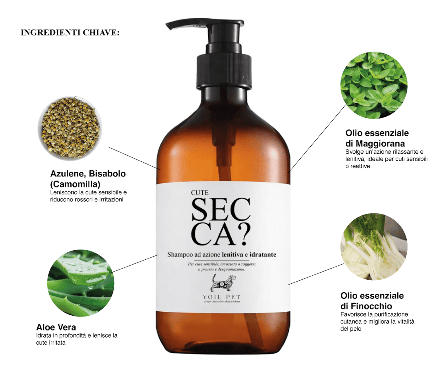Cute Secca? - YOIL PET