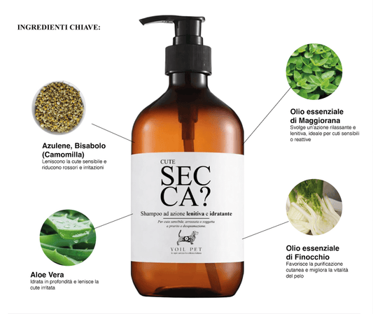 Cute Secca? - YOIL PET